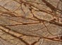 Rain forest Brown Marble Web